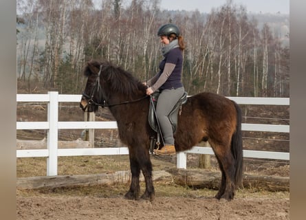 Icelandic Horse, Gelding, 6 years, 13.1 hh, Smoky-Black