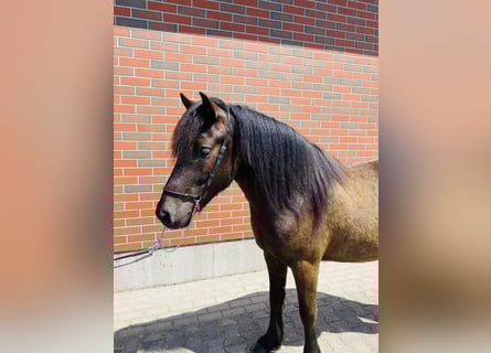 Icelandic Horse, Gelding, 6 years, 13.2 hh, Black