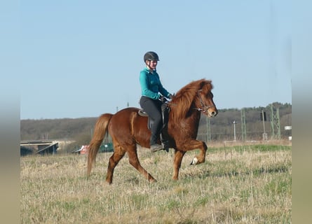 Icelandic Horse, Gelding, 6 years, 13.2 hh, Chestnut-Red
