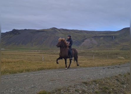 Icelandic Horse, Gelding, 6 years, 13.3 hh, Chestnut-Red
