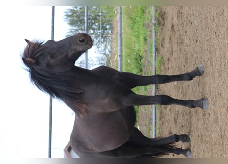 Icelandic Horse, Gelding, 6 years, 13,1 hh, Black