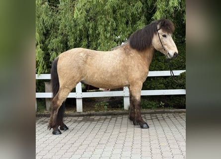 Icelandic Horse, Gelding, 6 years, 13,1 hh, Buckskin