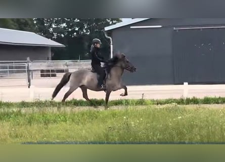 Icelandic Horse, Gelding, 6 years, 13,1 hh