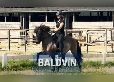 Icelandic Horse, Gelding, 6 years, 13,1 hh