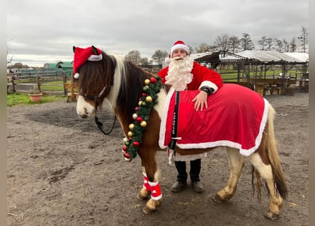 Icelandic Horse, Gelding, 6 years, 13,2 hh, Pinto