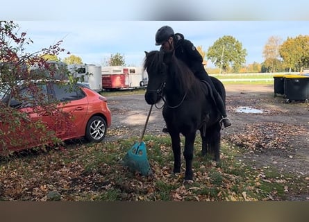 Icelandic Horse, Gelding, 6 years, 13,3 hh, Black