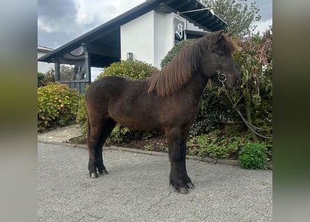 Icelandic Horse, Gelding, 6 years, 13,3 hh, Black