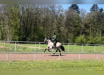 Icelandic Horse, Gelding, 6 years, 13,3 hh, Dun