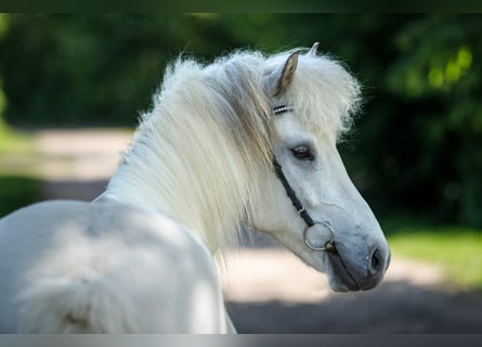 Icelandic Horse, Gelding, 6 years, 14,1 hh, Gray