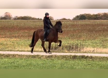 Icelandic Horse, Gelding, 6 years, 14.2 hh, Brown