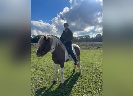 Icelandic Horse, Gelding, 6 years, 14,2 hh, Pinto