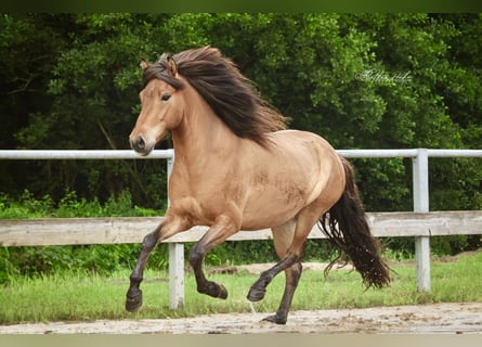 Icelandic Horse, Gelding, 6 years, 14 hh, Dun