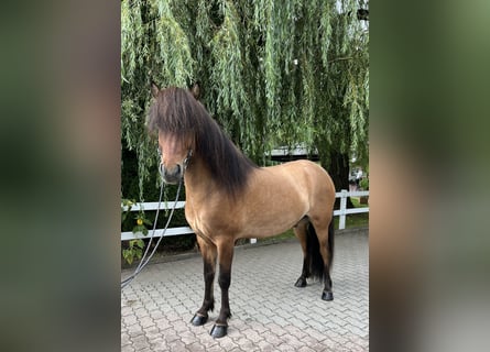 Icelandic Horse, Gelding, 6 years, 14,1 hh, Dun