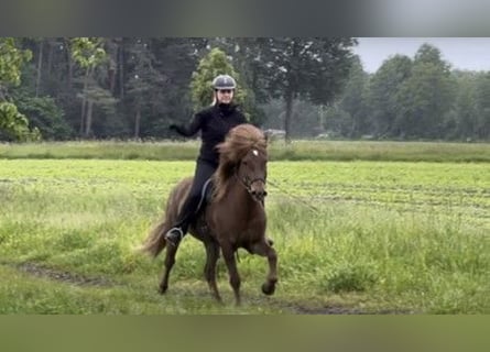 Icelandic Horse, Gelding, 7 years, 13.1 hh, Chestnut-Red