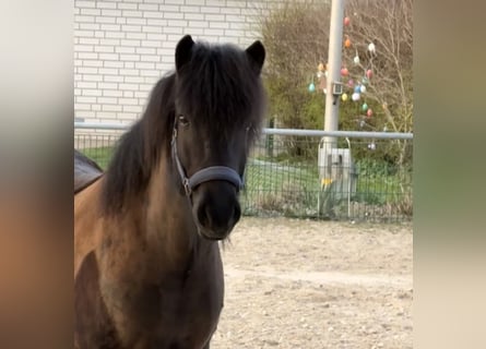 Icelandic Horse, Gelding, 7 years, 13.2 hh, Black