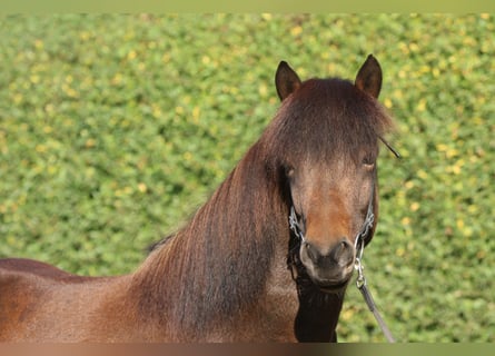 Icelandic Horse, Gelding, 7 years, 13.2 hh, Brown