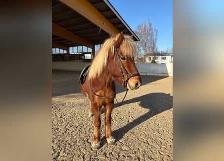 Icelandic Horse, Gelding, 7 years, 13.2 hh, Chestnut