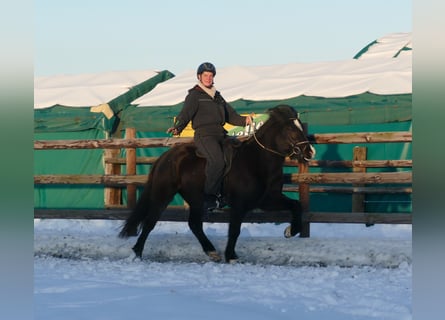 Icelandic Horse, Gelding, 7 years, 14.1 hh, Black