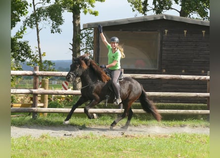 Islandpferd, Wallach, 7 Jahre, 14,1 hh, Rappe