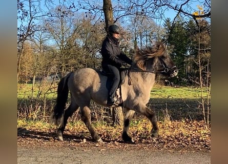 Icelandic Horse, Gelding, 7 years, 14,2 hh, Dun