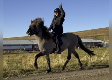 Icelandic Horse, Gelding, 7 years, 14,2 hh, Dun