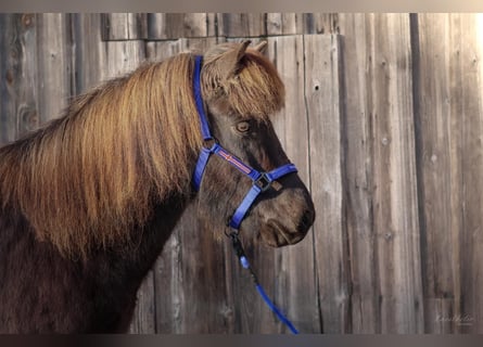 Icelandic Horse, Gelding, 7 years, Black