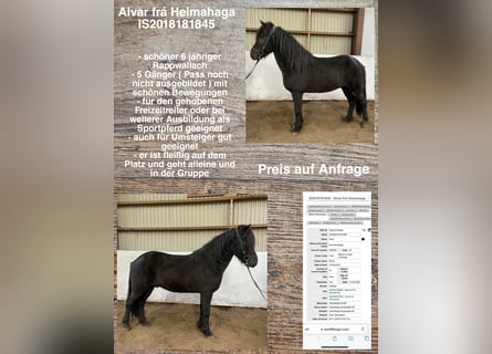 Icelandic Horse, Gelding, 7 years, Black