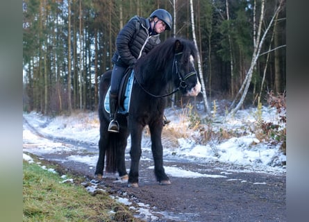 Icelandic Horse, Gelding, 8 years, 12,2 hh, Black