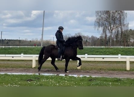 Icelandic Horse, Gelding, 8 years, 14.1 hh, Black