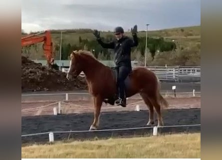 Icelandic Horse, Gelding, 8 years, 14.1 hh, Chestnut-Red