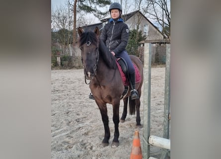 Icelandic Horse Mix, Gelding, 8 years, 14,2 hh, Black