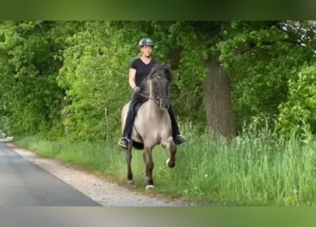 Icelandic Horse, Gelding, 8 years, 14 hh