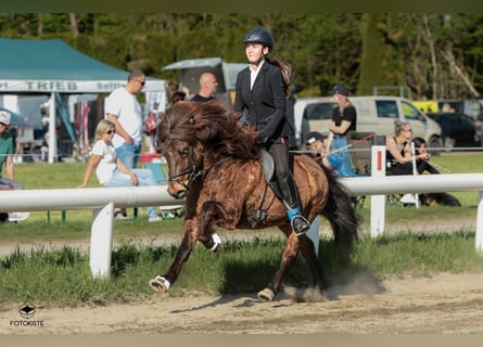 Icelandic Horse, Gelding, 8 years, Brown