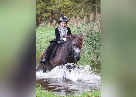 Icelandic Horse, Gelding, 9 years, 13,2 hh, Black