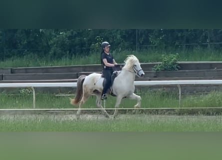 Icelandic Horse, Gelding, 9 years, 13.2 hh, Gray