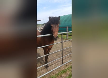 Icelandic Horse, Gelding, 9 years, 13,2 hh, Brown