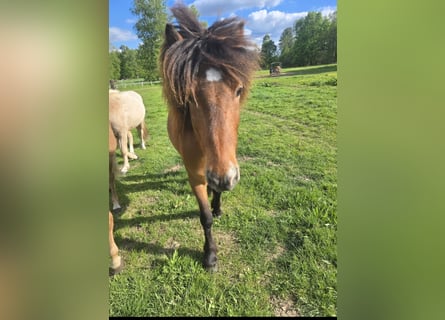 Icelandic Horse, Gelding, 9 years, 13,3 hh, Bay-Dark Icelandic Horse, Gelding, 9 years, 13,3 hh, Bay-Dark