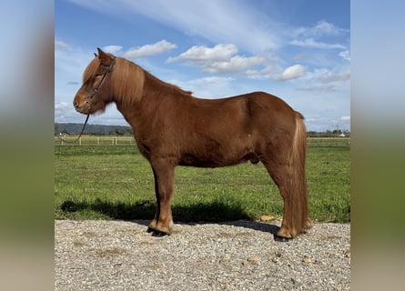 Icelandic Horse, Gelding, 9 years, 14.1 hh, Chestnut-Red