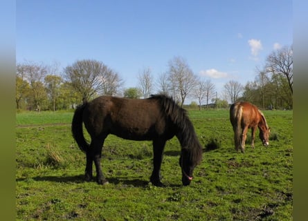 Icelandic Horse, Mare, 10 years, 13.2 hh, Black