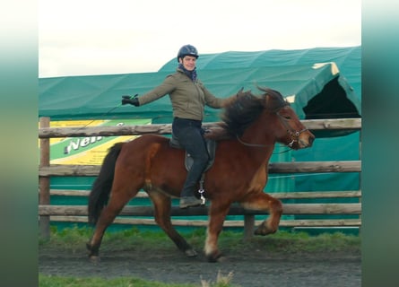 Icelandic Horse, Mare, 10 years, 13.2 hh, Brown