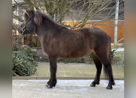 Icelandic Horse, Mare, 10 years, 13 hh, Black