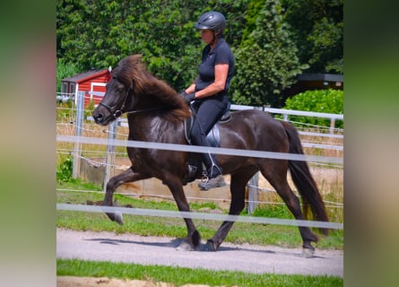 Icelandic Horse, Mare, 10 years, 13,1 hh, Black