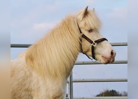 Icelandic Horse, Mare, 10 years, 13,1 hh, Perlino