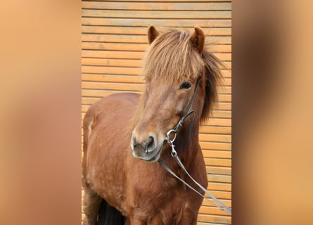 Icelandic Horse, Mare, 10 years, 14.1 hh, Chestnut-Red