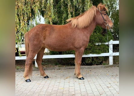 Icelandic Horse, Mare, 10 years, 14,1 hh, Chestnut-Red