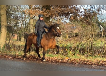 Icelandic Horse, Mare, 10 years, 14 hh, Brown