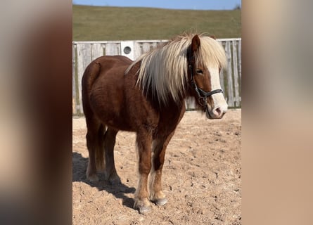 Icelandic Horse, Mare, 10 years, 14 hh, Sorrel