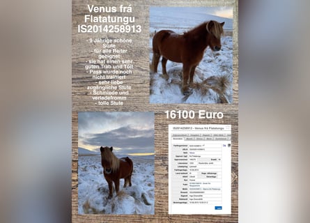 Icelandic Horse, Mare, 10 years