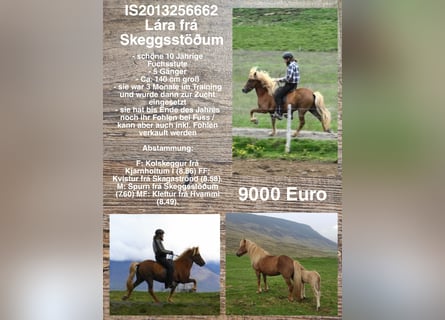 Icelandic Horse, Mare, 10 years