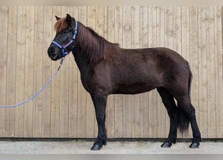 Icelandic Horse, Mare, 10 years, Smoky-Black